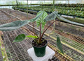 4" Alocasia Scalprum  